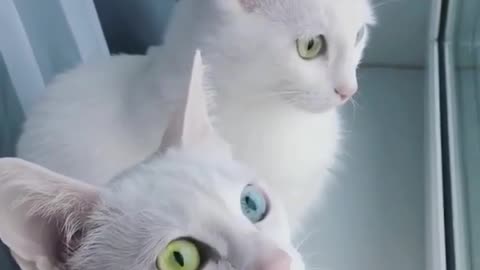 Meow Planet War: Meow Meow Hide and Seek.
