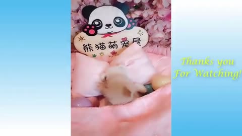 Funny Animals Video