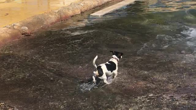 Puppy Dog Snatches Toy From Sea Lion