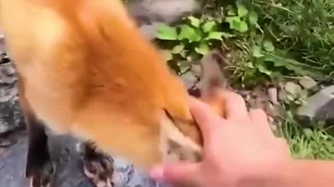 funny fox