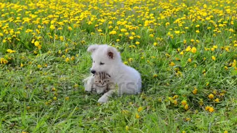 The love of cats and dogs