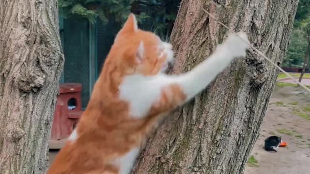 Mama Cat Takes Back Crying Kitten From Toddler