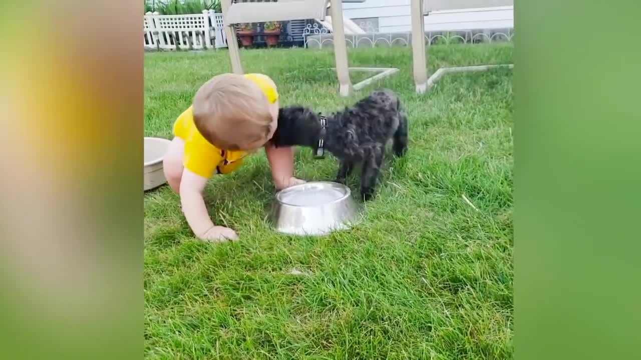 Dogs and Babies-getting on well together