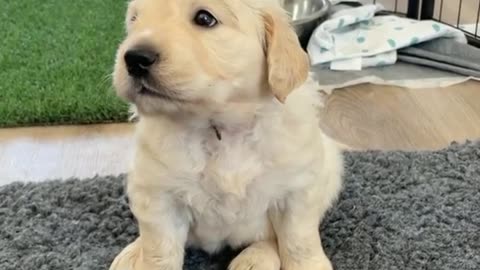 Barking Golden retriever puppy