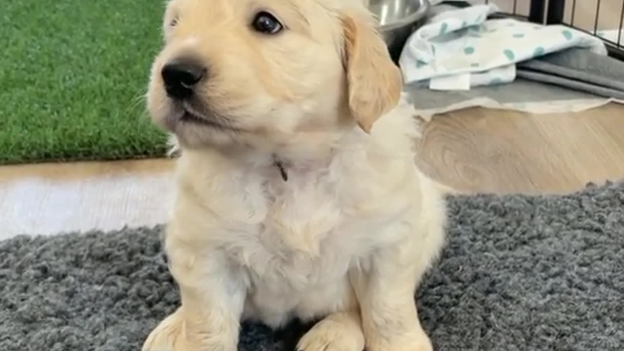 Barking Golden retriever puppy