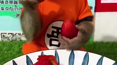 Funny Monkey eating strawberry