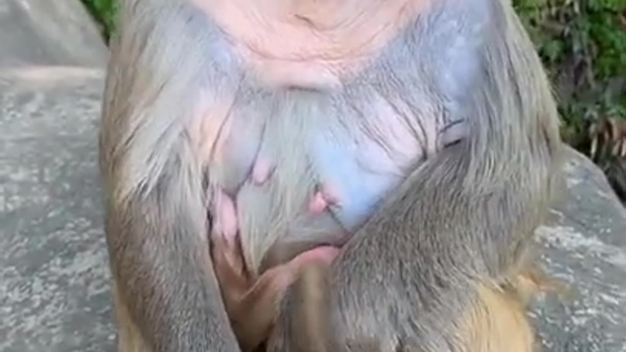 The monkey treasure Protection of wild animals Funny animals People and nature