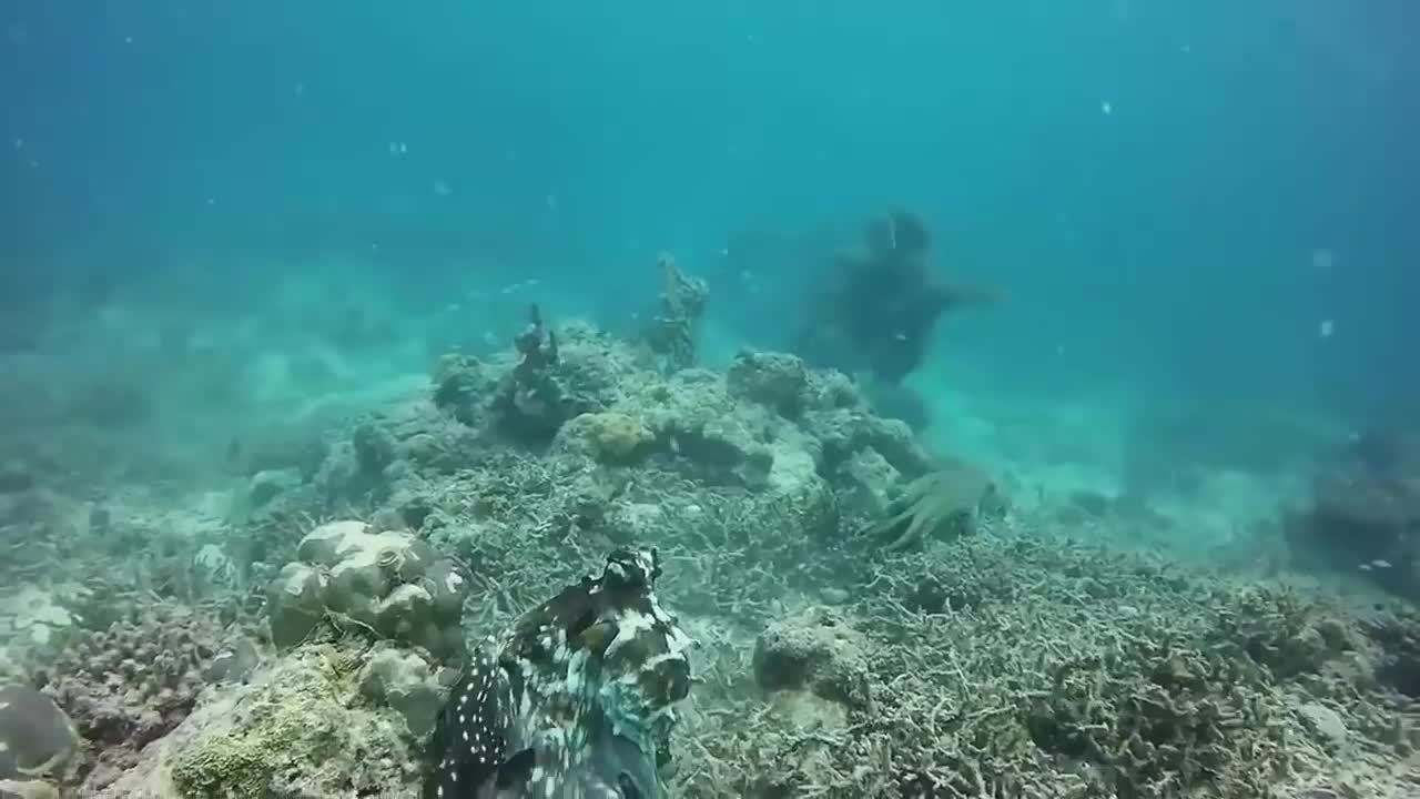 The Eagle Dies While Hunting Octopus In The Ocean