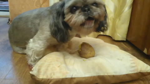 Shih tzu eats potatoes)