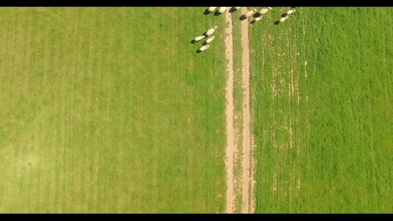 Static Aerial Shot of Sheep Running out of Frame on a Farm