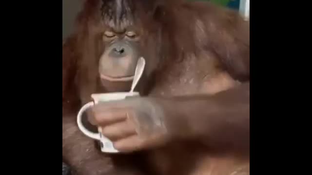 Have you seen a monkey drinking coffee?
