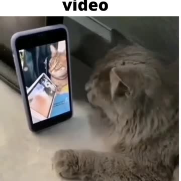 how the cat is dancing watching the video of the phone.