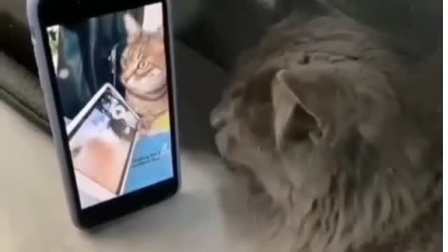 how the cat is dancing watching the video of the phone.