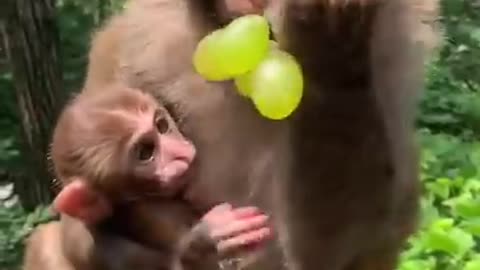 baby monkey funny videos,