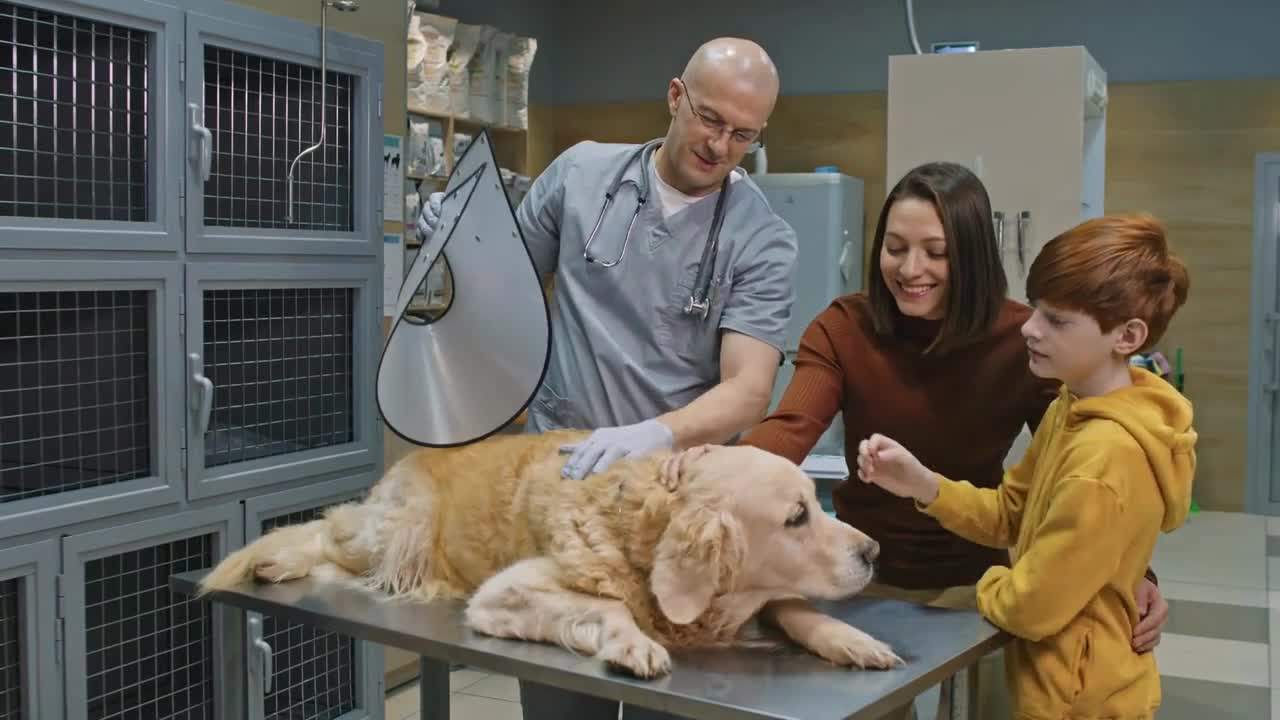 collar from cute golden retriever dog neck and happy woman with son