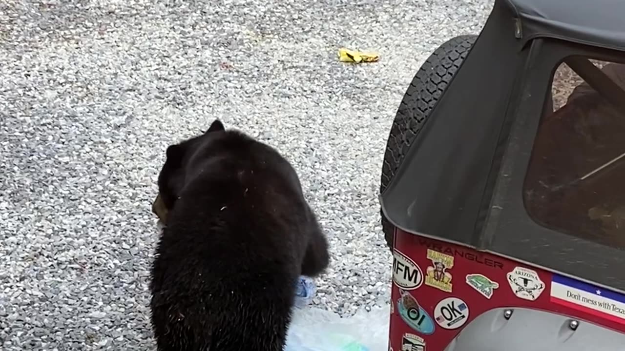 Bear Raids Jeep