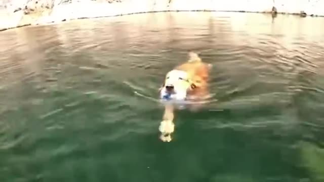 Swimming puppy 😍😍