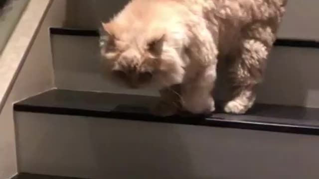 Cat Deliberately Blocks Owner From Walking Down Stairs