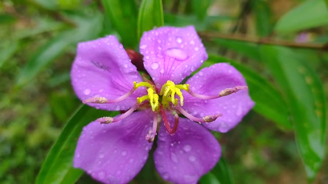 does anyone know what flower this is?