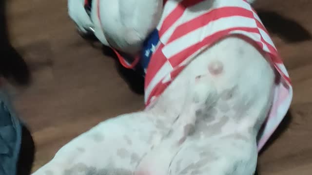 Patches puppy