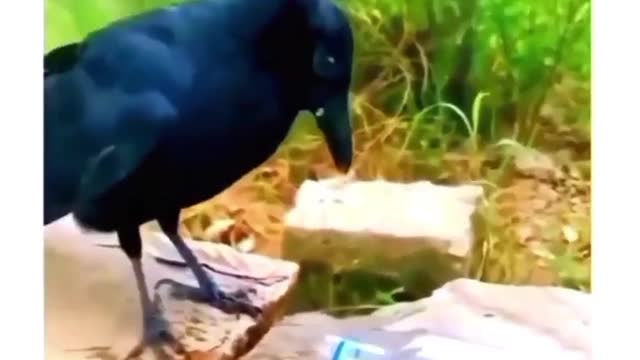 Upgraded crows