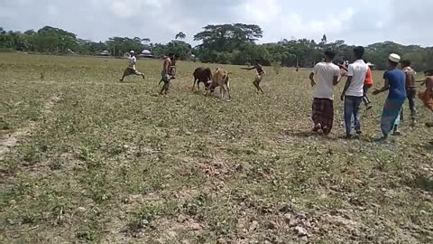 Bulls fight on the villge cow funny video