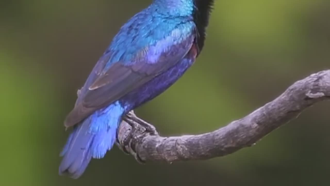 Wildlife's & Funs