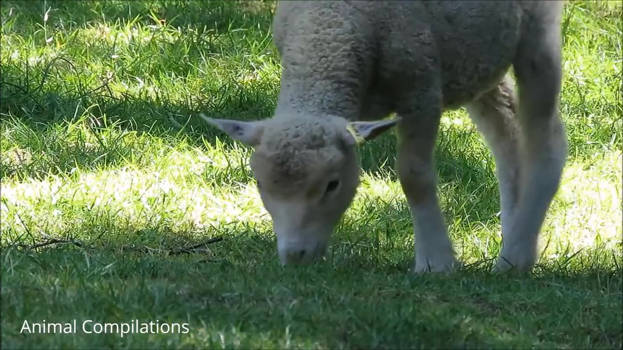 Baby Lamb (Sheep) Goes Baa - CUTEST Compilation