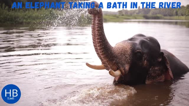 Elephant bathing In the River, Funny Elephant taking a shower