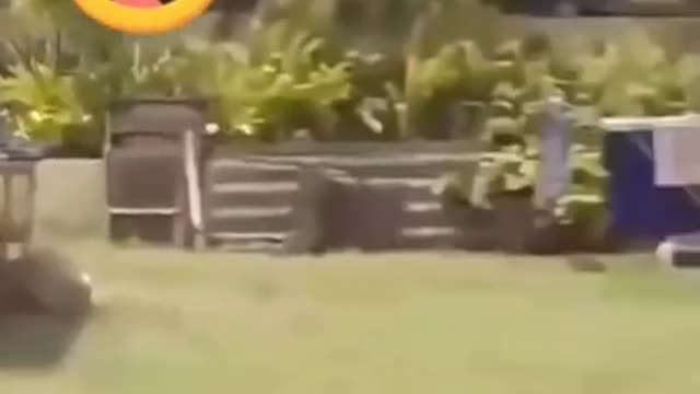 Most funny video of the year 😂😂