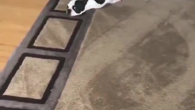 What are you doing dog?