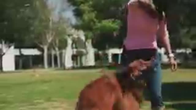#short video dog playing with women