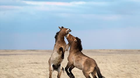 Przewalski’s horse the last wild horse on earth