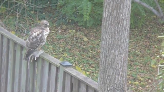 Hawk Rat Squirrel II The Three Musketeers
