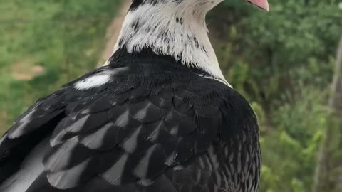 a beautiful dove flew onto the visor