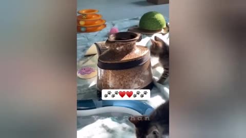 26 minutes of adorable cats and kittens videos to keep you smiling