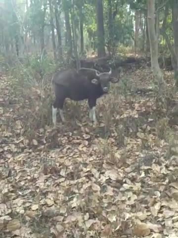 Indian गौर #shorts #viral#youtubshorts#animals