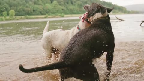 Dog in water