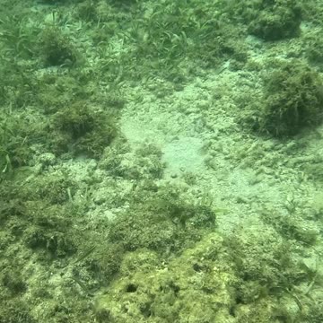 Into the Blue: Snorkeling Adventure Awaits 🌊🐟