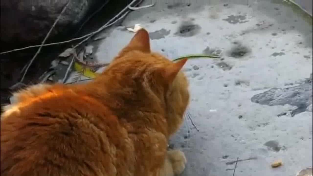 Cat caching fish