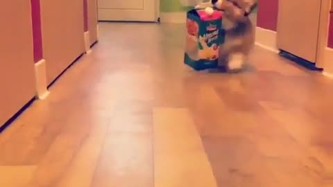 Dog and carton