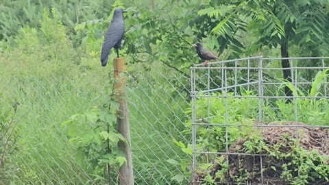 OMC! Guest Starring the Angry Starling! 🐦( With a grasshopper for her chicks ) #chickens #shorts