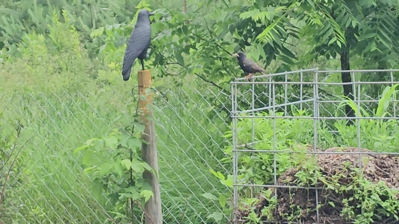 OMC! Guest Starring the Angry Starling! 🐦( With a grasshopper for her chicks ) #chickens #shorts