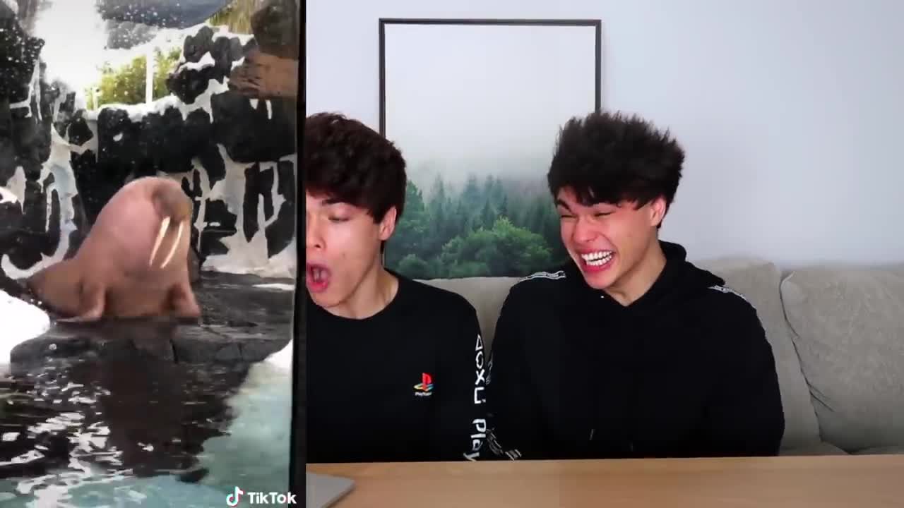 TIK TOKS FUNNY #17