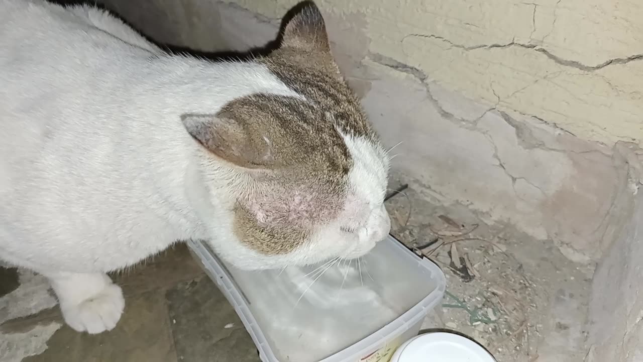 Homeless cat in UAE, Ras Al Khaimah: STING #cat #cats #Sting #foryou #UAE #pets #pet #viral #4u #ae