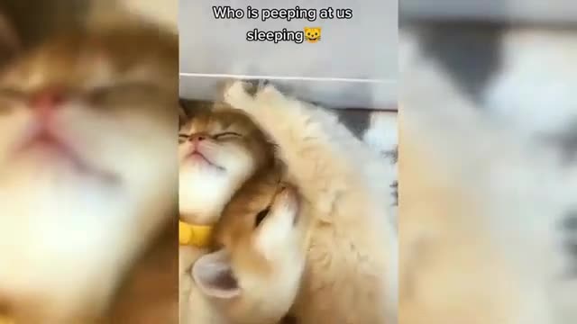 OMG So Cute Cats ♥ Best Funny Cat Videos 2021 #