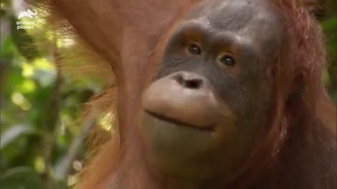 Magician has an orangutan in splits