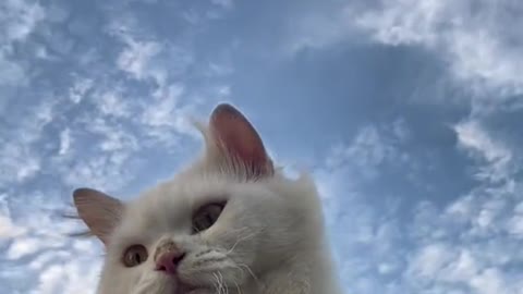 Cats Who Think They Can Fly