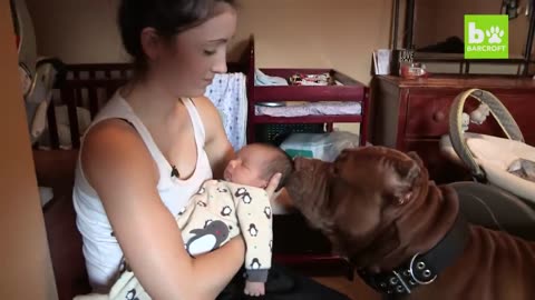 The newborn baby dog.hard dog
