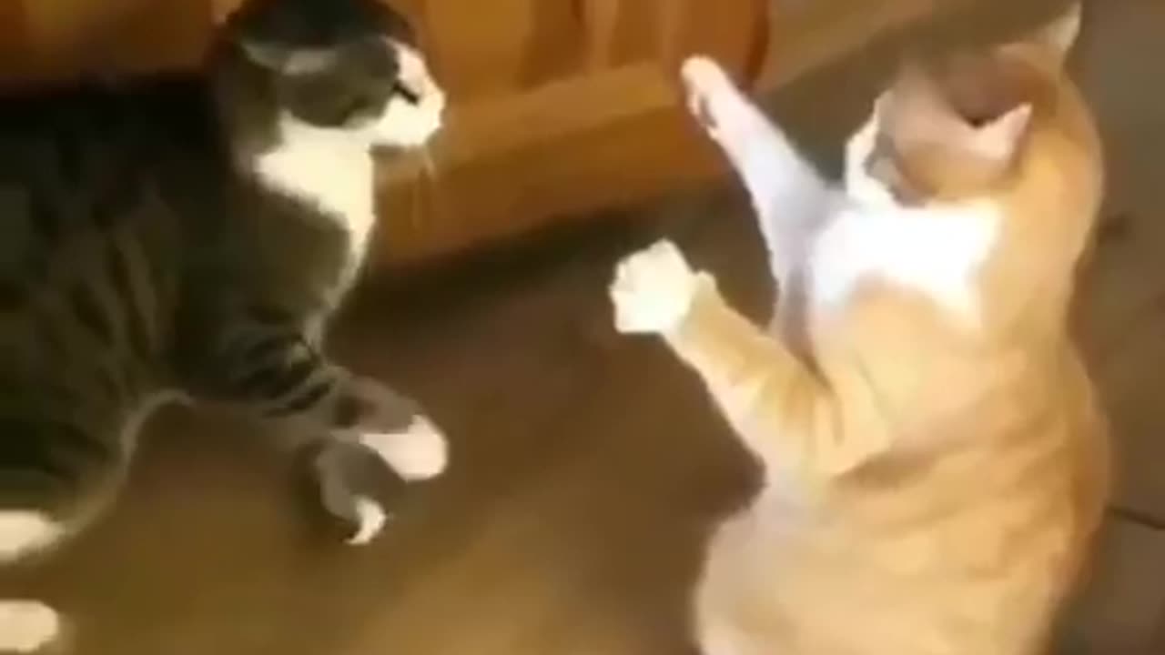 look at how the cat dropped